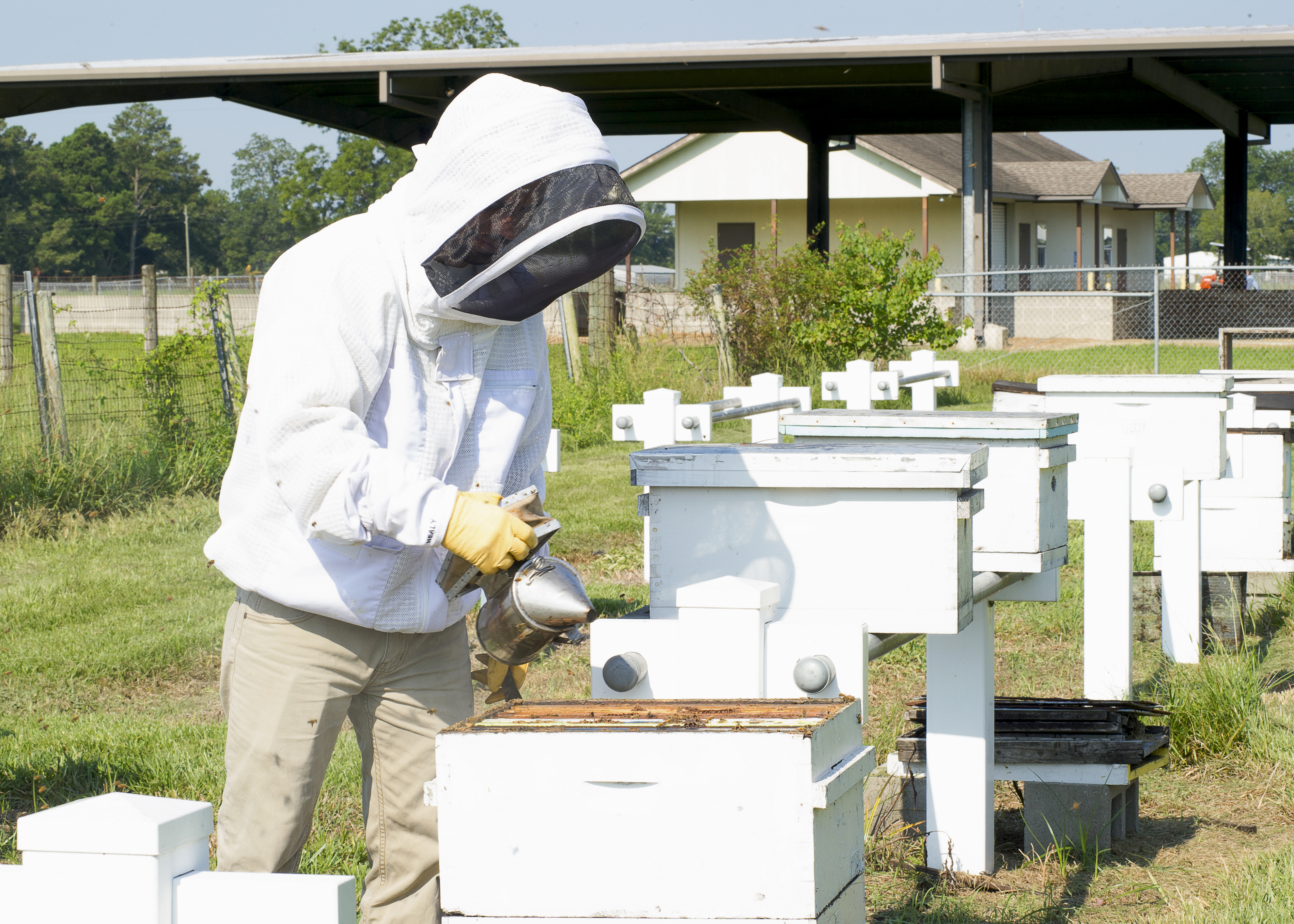 LSU AgCenter researchers receive USDA grant to study pollinator health 